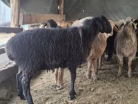公羊, Hissar sheep — 照片 8