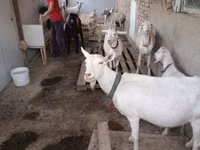 تيس, الماعز — الصورة 5
