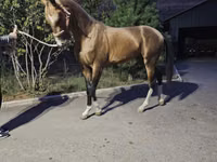 Hengst, Akhal-Teke — Foto 1