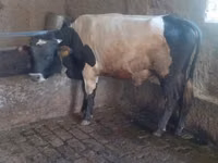ثور, Russian Black pied cattle — الصورة 4
