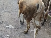 母牛, Alatau breed — 照片 2