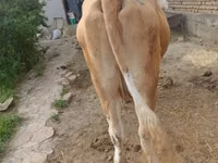 Vaca, Simmental cattle — foto 6