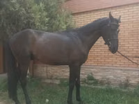 Hengst, Anglo-Arabian — Foto 1