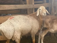 كبش, Arashan sheep — الصورة 7