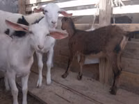 Ешкі, Saanen goat — 4-сурет