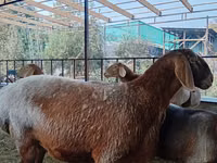 Qoʻy, Arashan sheep — 2-rasm