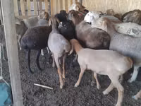 Schaf, Arashan sheep — Foto 4