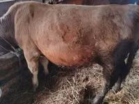Buqa, Simmental cattle — 5-rasm