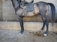 Hengst, Arabian horse — Foto 2