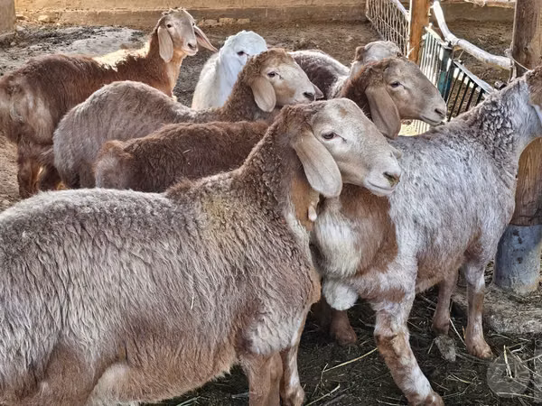 كبش, Arashan sheep — أوزبكستان