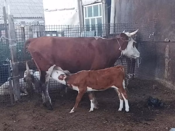 गाय, Latvian Blue cattle — कज़ाखस्तान