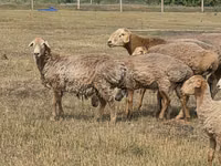 Ram, Hissar sheep — photo 7