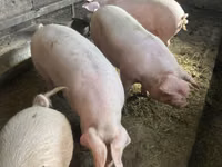 Boar — photo 3
