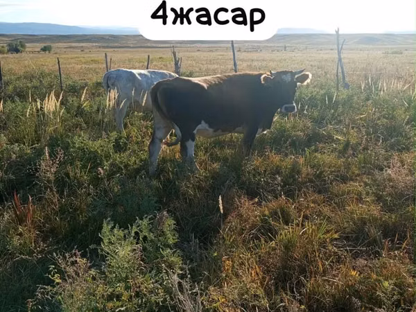 母牛, Latvian Blue cattle — 哈萨克斯坦