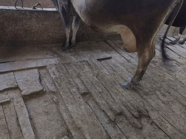 母牛, Cattle — 吉尔吉斯斯坦