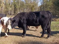 Bulle, Aberdeen-Angus — Foto 4