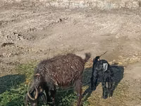 母山羊, Goats — 照片 1