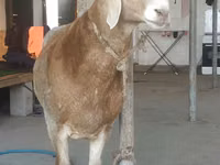 Carnero, Edilbay sheep — foto 4