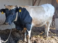 Toro, Raza Holstein — foto 6