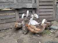 Ducks — foto 1