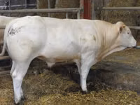 Bulle, Blonde d’Aquitane cattle — Foto 4