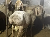 Қошқар, Rhon sheep — 7-сурет