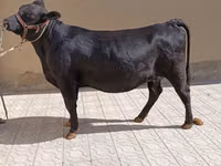 गाय, एबरडीन - एंगस — फ़ोटो 1