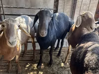 Қошқар, Rhon sheep — 2-сурет