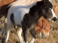 Caballo, Miniature horse — foto 4