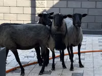 Schaf, Hissar sheep — Foto 3