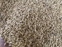 Буудай Ячмень Арпа Оптом баада жем фуражный в мешках - Крупное ровное — 照片 2