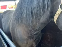 Hengst, Karachay horse — Foto 4
