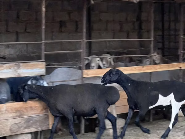 كبش, Rhon sheep — أوزبكستان