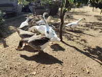 Geese — Foto 3