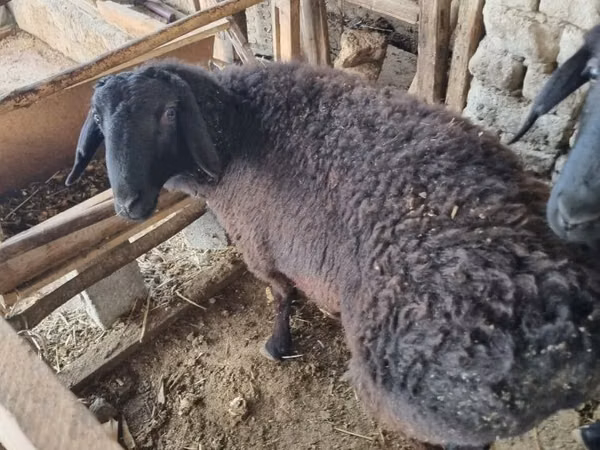 كبش, الأغنام — أوزبكستان