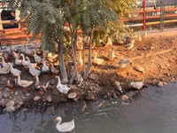 琳达 — 照片 2