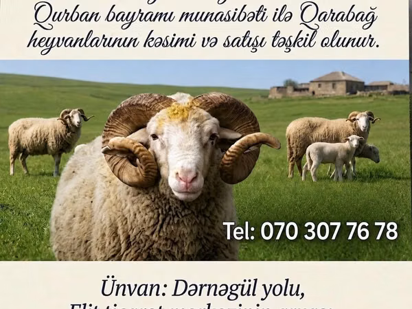 Carnero, Karabakh sheep