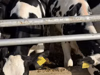 بقرة, Russian Black pied cattle — الصورة 6