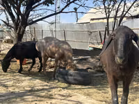 نعجة, Arashan sheep — الصورة 3