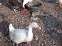 Geese — Foto 4