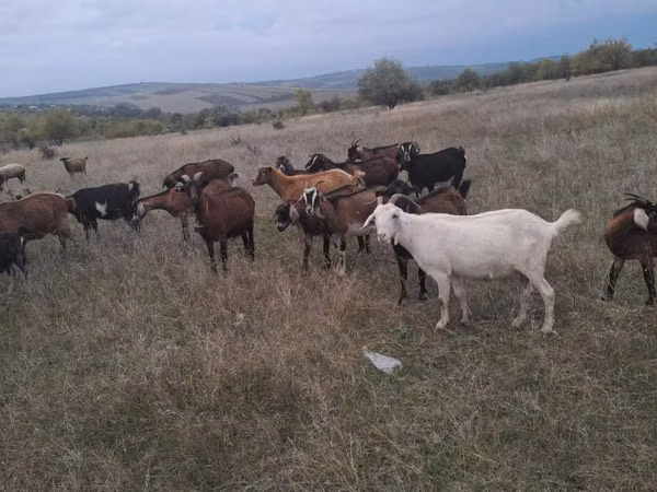 Эчки, Козулар