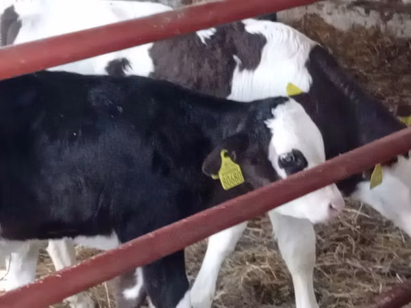 Bovinos (lote, sexo no especificado), Russian Black pied cattle