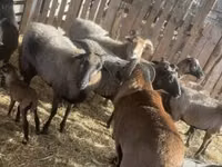 Widder, Cameroon sheep — Foto 3