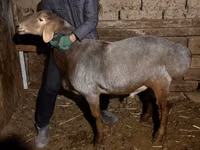 Widder, Rhon sheep — Foto 2
