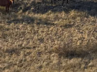 Pferde (Partie, Geschlecht nicht angegeben), Kazakh horse — Foto 7