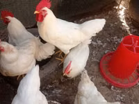Chickens — Foto 2