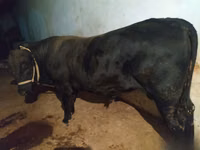 Buqa, Aberdin – Angus — 6-rasm