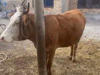 Уй, Швиц породу — сүрөт 5