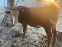 ثور, Simmental cattle — الصورة 1