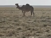 Camellos (lote, sexo no especificado), Anafi camel — foto 1
